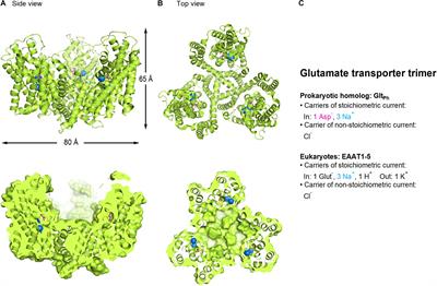 Regulation of Glutamate, GABA and Dopamine Transporter Uptake, Surface Mobility and Expression